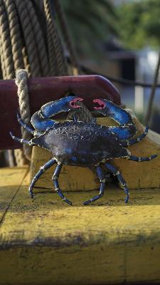 Crabe Porcelaine Bleu