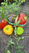 Tomates Set de 5 - Nouveauté 2022