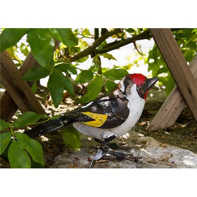 Chardonneret élégant chante