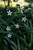 White flower