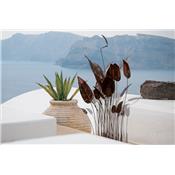 Groupe Colocasia