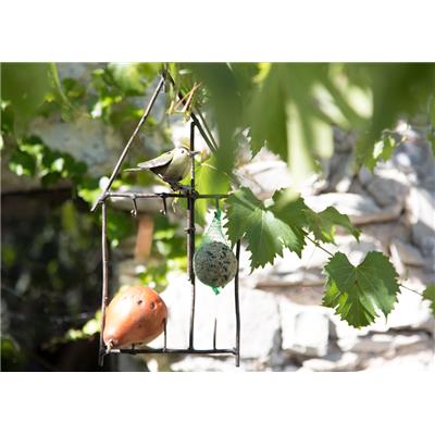 Suet feeder Kinglet