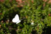 Tuteur Papillon blanc Piéride du Chou