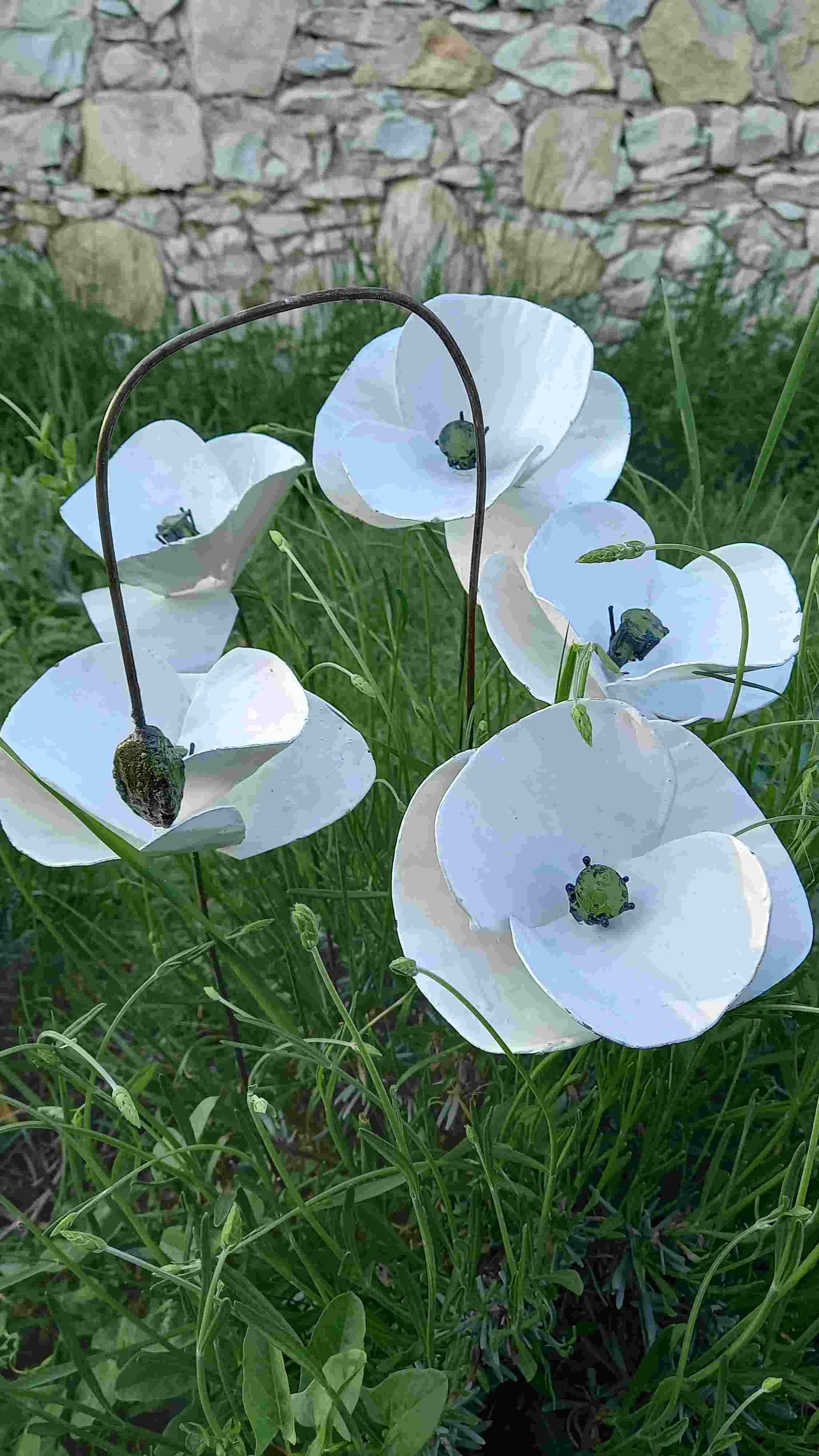 Bouquet de 5 Pavots Blancs+ 1 bouton - Nouveauté 2022