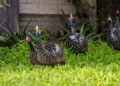 Guineafowl