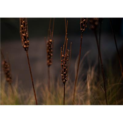 Ear of wheat