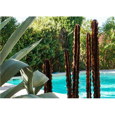 5 Cactus Cierges Verticaux