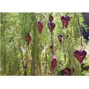 Asian bleeding-heart red