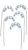 Coeur de Marie Blanc