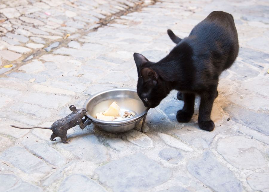 Gamelle Chat Souris Voleuse