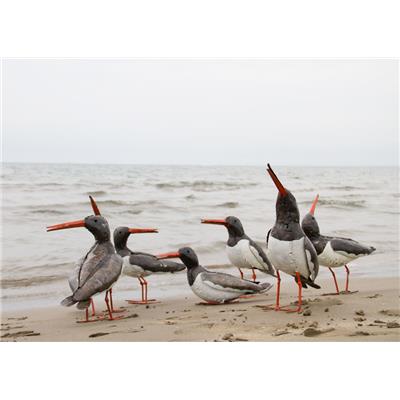 Eurasian oystercatcher