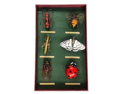 Tableau d'entomologiste Insectes