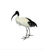 Ibis