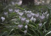 Coeur de Marie Blanc