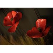 Coquelicot Rouge Moyen & bouton