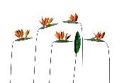 Fleur de Perroquet (à l'unité) sans feuille