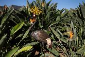 Black crowned crane