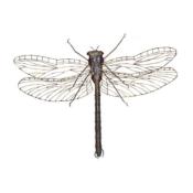 Dragonfly XL