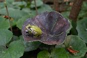 Lotus & grenouille