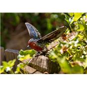 Rouge gorge ailes ouvertes