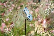 Tuteur Papillon Atlantis
