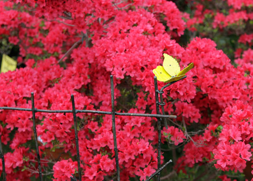 Fences and Borders