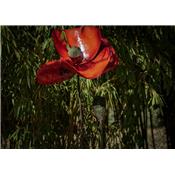 Coquelicot Rouge Géant & bouton