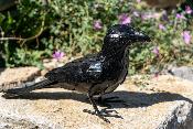 Corbeau