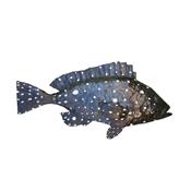 Grouper