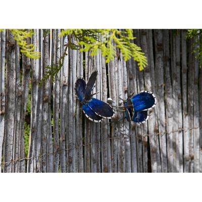 Papillon Azuré du midi