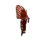 Papillon blumei (noir) à fixer