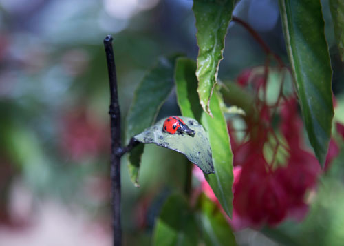 Insect - animals Plant stakes