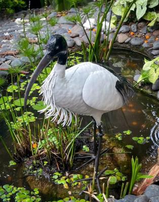 Ibis