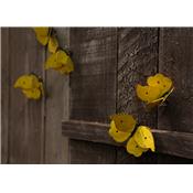 Papillon Citron de Provence