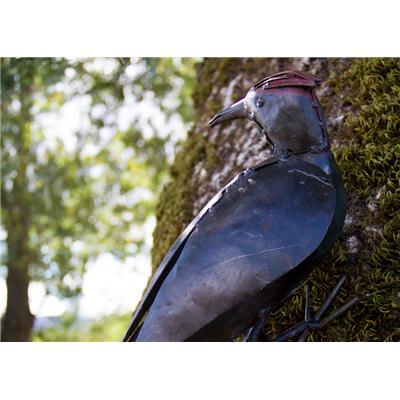 Black woodpecker