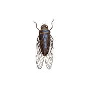 Cicada