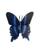 Papillon blumei (noir) à fixer