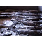 Sardine à fixer