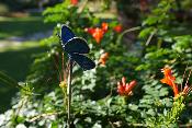 Tuteur papillon Bleu Azuré du Midi