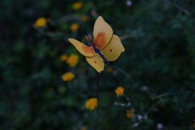Tuteur papillon Jaune Citron de Provence