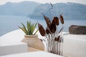 Groupe Colocasia