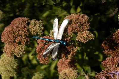 Libellule à fixer Bleue