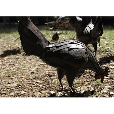 Poule rouille picore