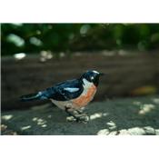 European Stonechat singing