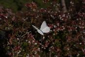 Tuteur Papillon blanc Piéride du Chou