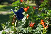 Tuteur papillon Bleu Azuré du Midi