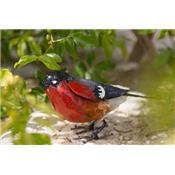 Bullfinch singing