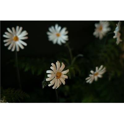 Marguerite