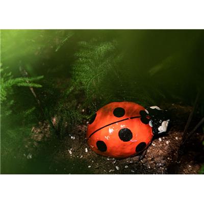 Ladybird PM