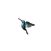 Colibri étincelant